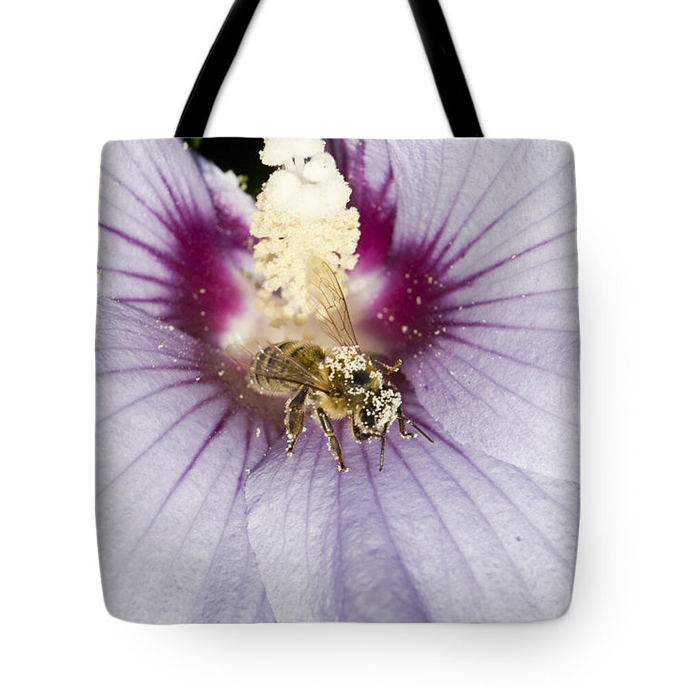 Bee Tote Bag featuring the photograph Busy Bee by Jatin Thakkar
