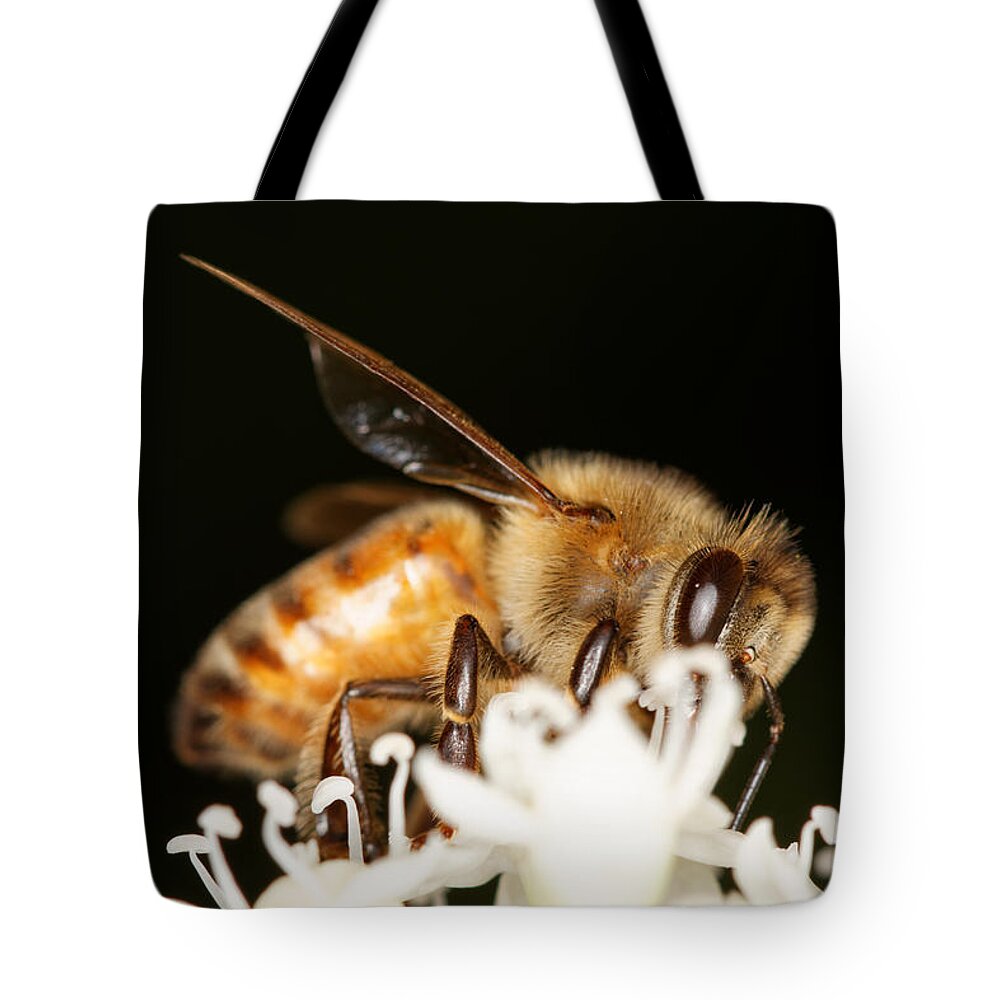 Bee Tote Bag featuring the photograph Busy Bee by Jonathan Davison