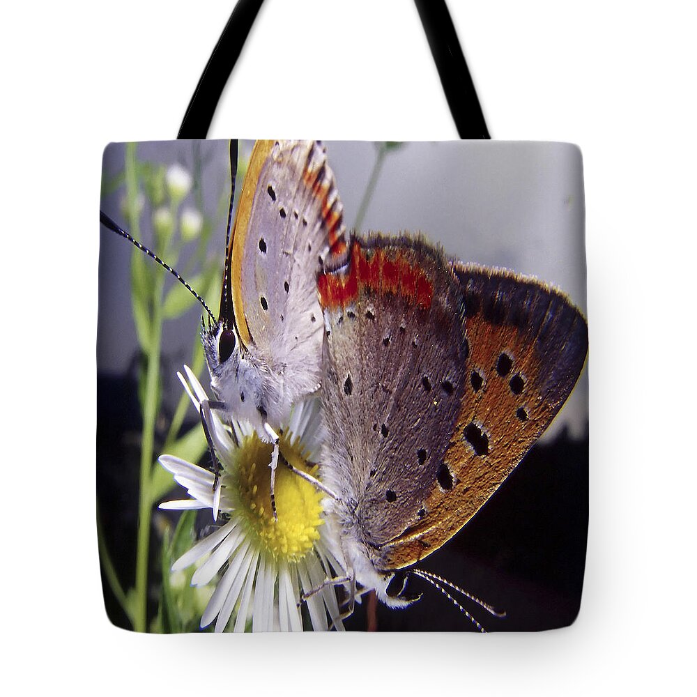 Butterfly Tote Bag featuring the photograph Butterfly 002 by Ingrid Smith-Johnsen