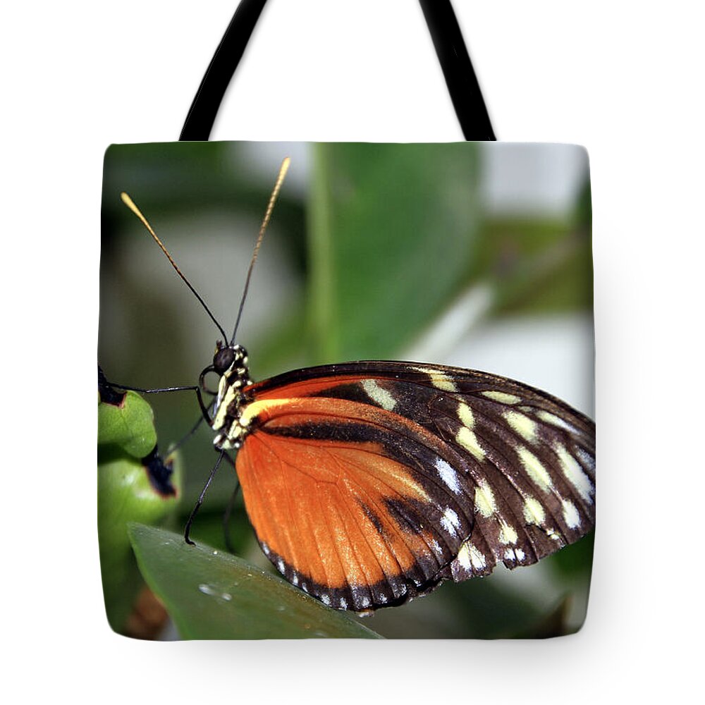 Butterfly Tote Bag featuring the photograph Key West Butterfly 2 by Bob Slitzan
