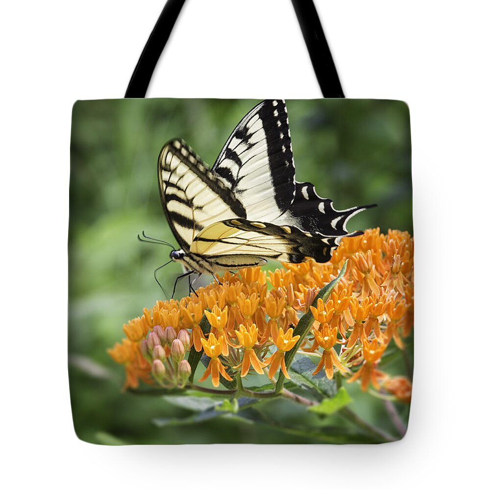 Butterfly Tote Bag featuring the photograph Butterfly on Butterfly Weed by Fran Gallogly
