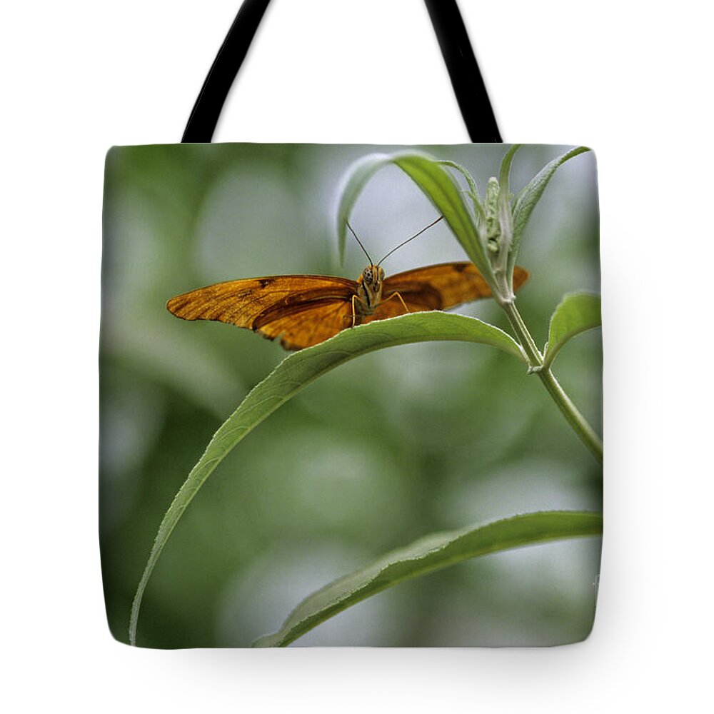Natural World Tote Bag featuring the photograph Butterfly on green leaf by Jim Corwin