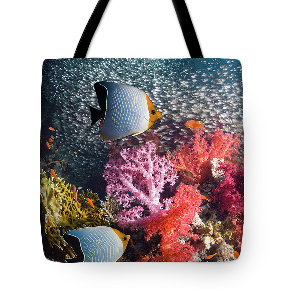 Tranquility Tote Bag featuring the photograph Butterflyfish Over Coral Reef by Georgette Douwma