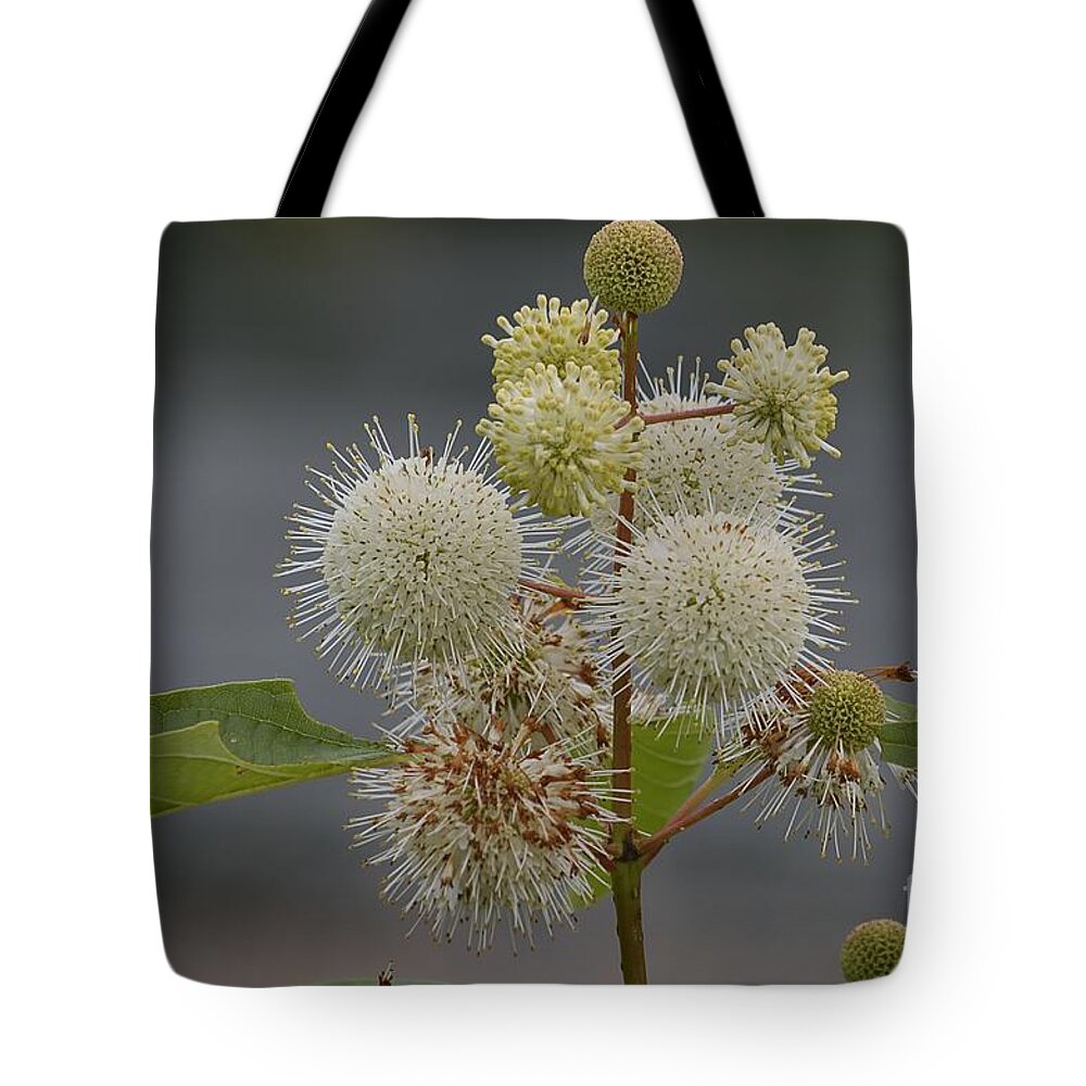 White Flowers Tote Bag featuring the photograph Buttonbush by Randy Bodkins