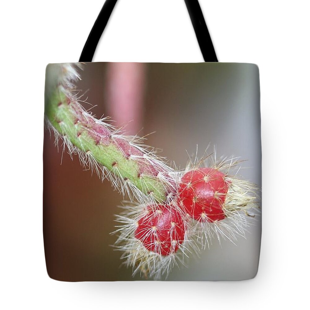 Cactus Tote Bag featuring the photograph Cactus Berries by Karen Silvestri