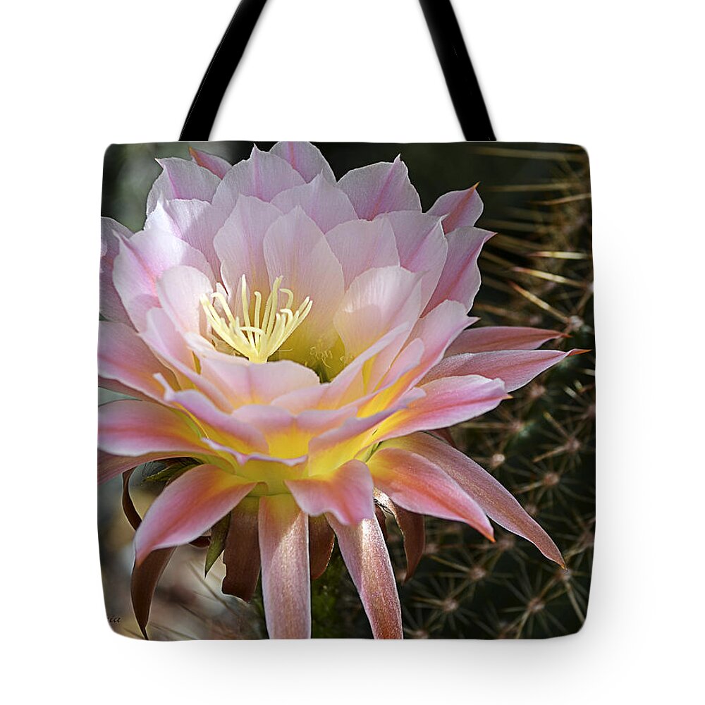 Cactus Bloom Tote Bag featuring the photograph Cactus Bloom in Pink by Julie Palencia