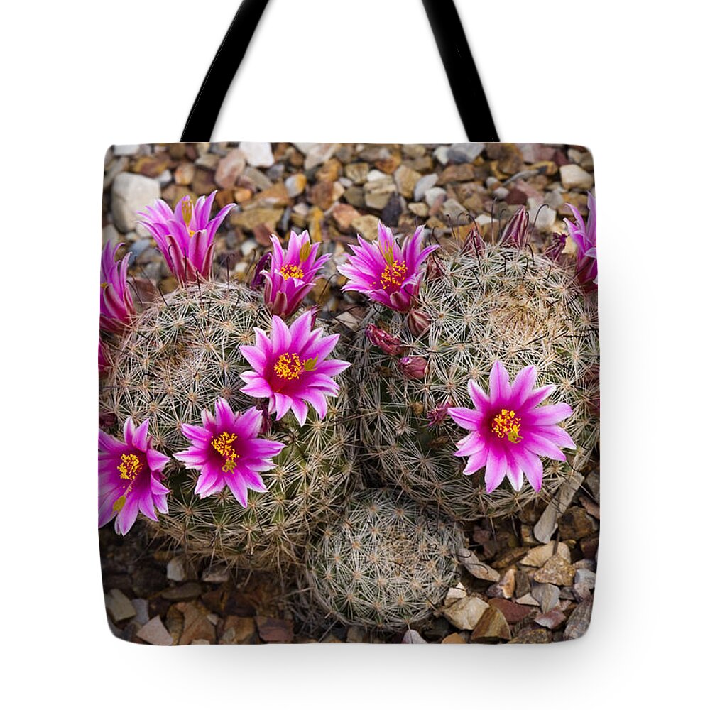Feb0514 Tote Bag featuring the photograph Cactus Flowers Arizona by Tom Vezo