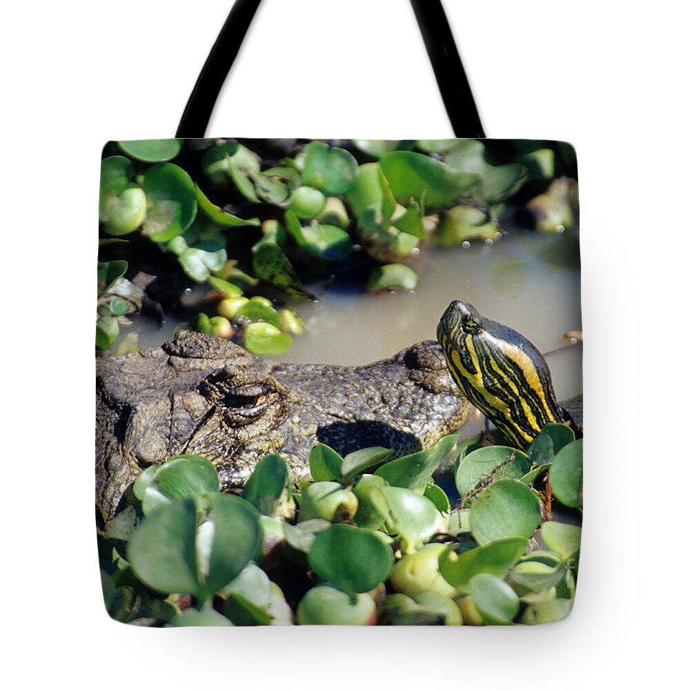 Caiman Tote Bag featuring the photograph Caiman And Turtle by William H. Mullins