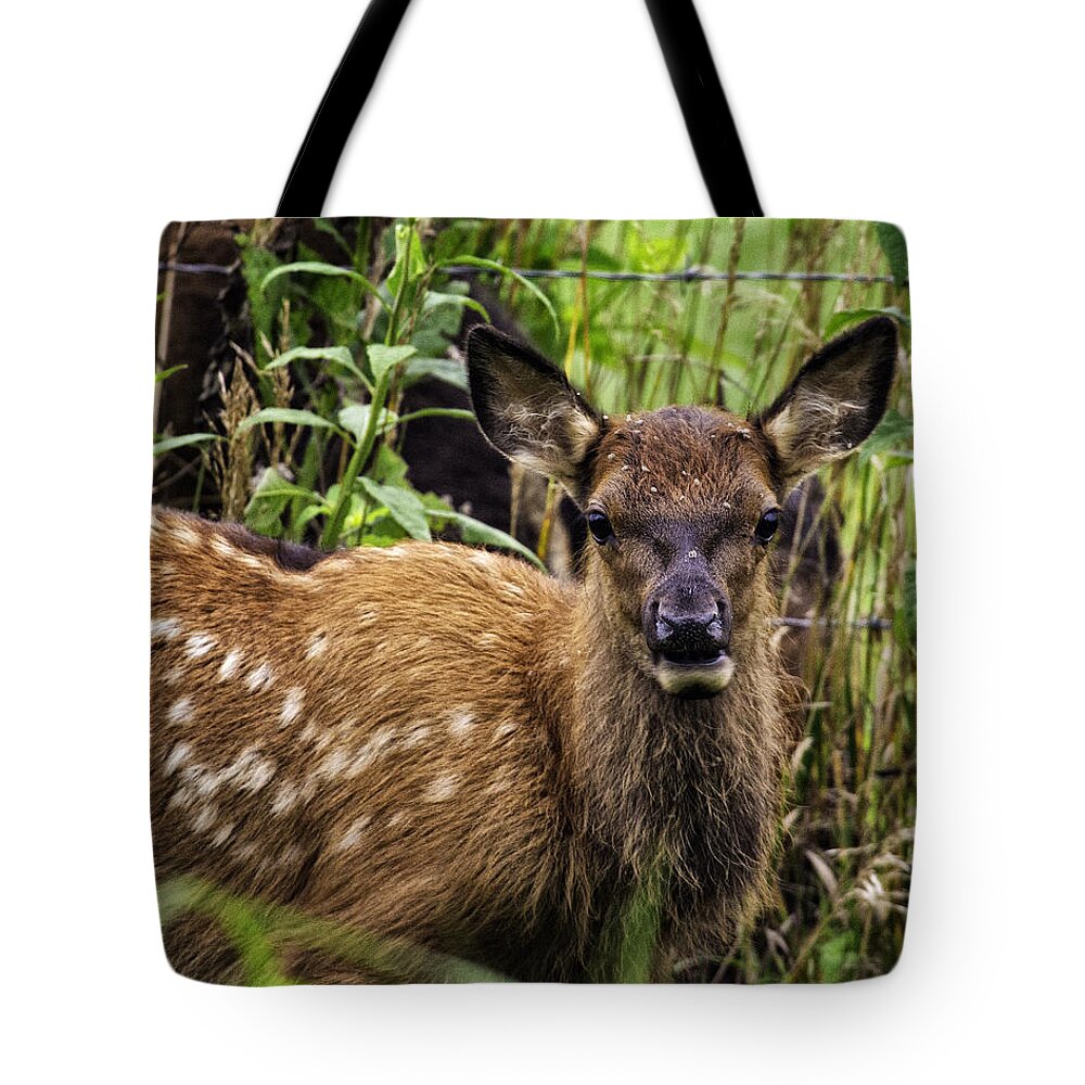 Elk Tote Bag featuring the photograph Calf Elk Boxley Valley by Michael Dougherty