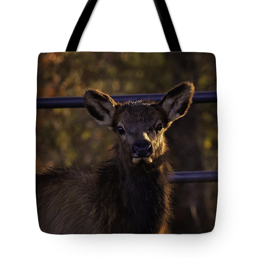 Elk Calf Tote Bag featuring the photograph Calf Elk by Gate at Sunrise by Michael Dougherty