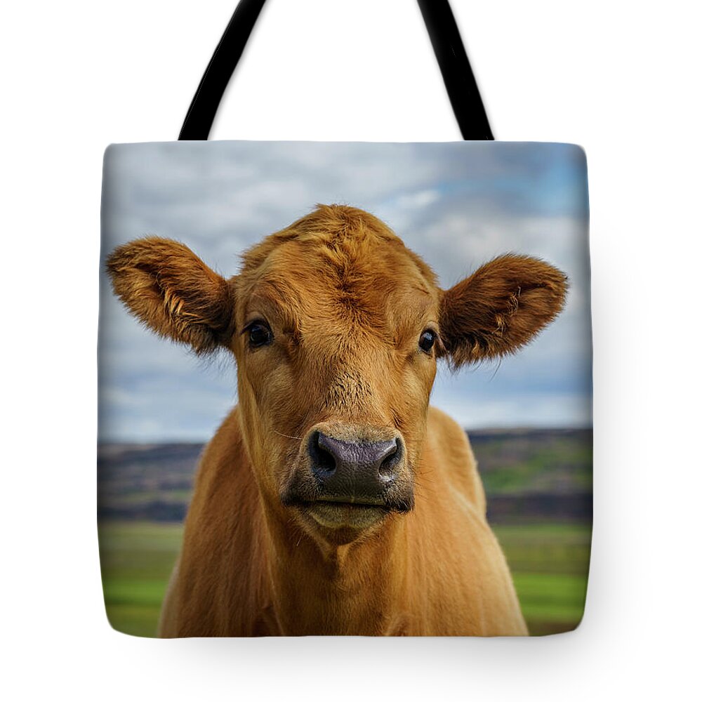 Tranquility Tote Bag featuring the photograph Calf Looking At The Camera, Iceland by Arctic-images