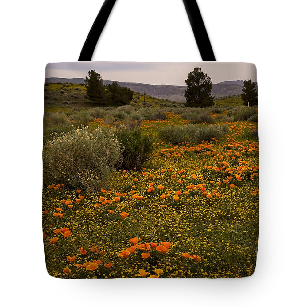 Eschscholzia Californica Tote Bag featuring the photograph California poppies in the Antelope Valley by Nina Prommer