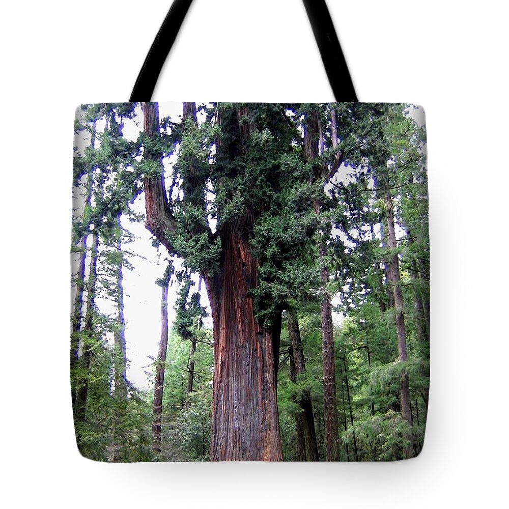 California Redwoods 6 Tote Bag featuring the digital art California Redwoods 6 by Will Borden