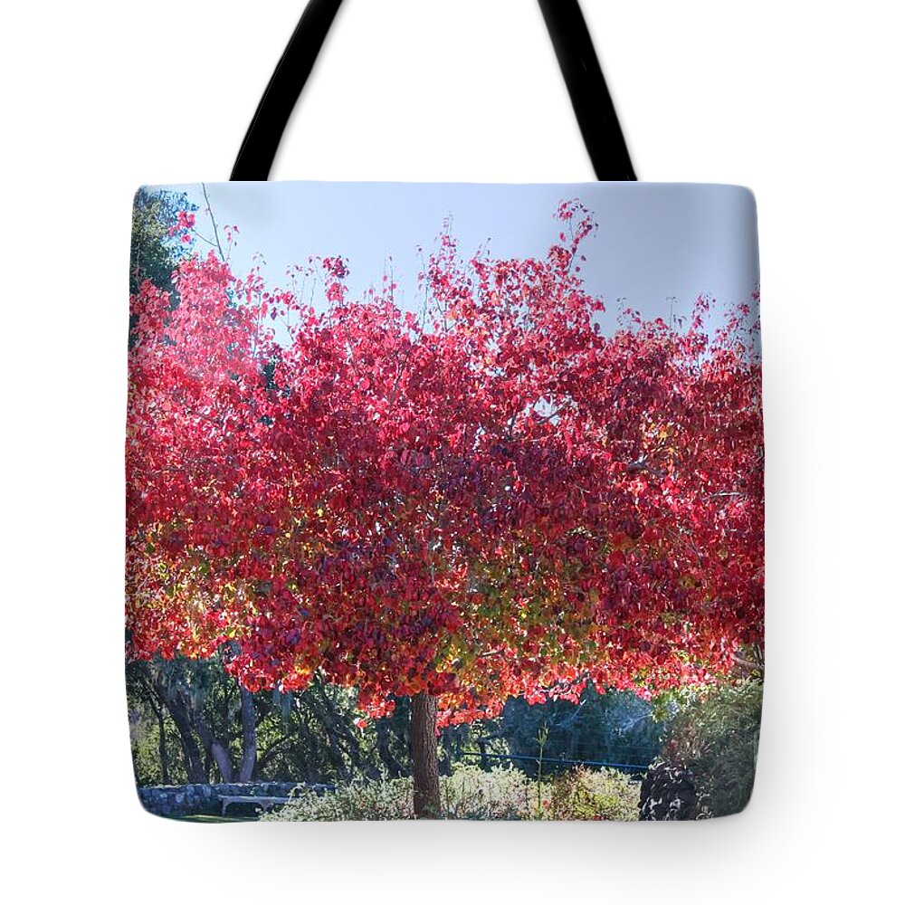 Cambria Tote Bag featuring the photograph Cambria Red Tree by Tap On Photo