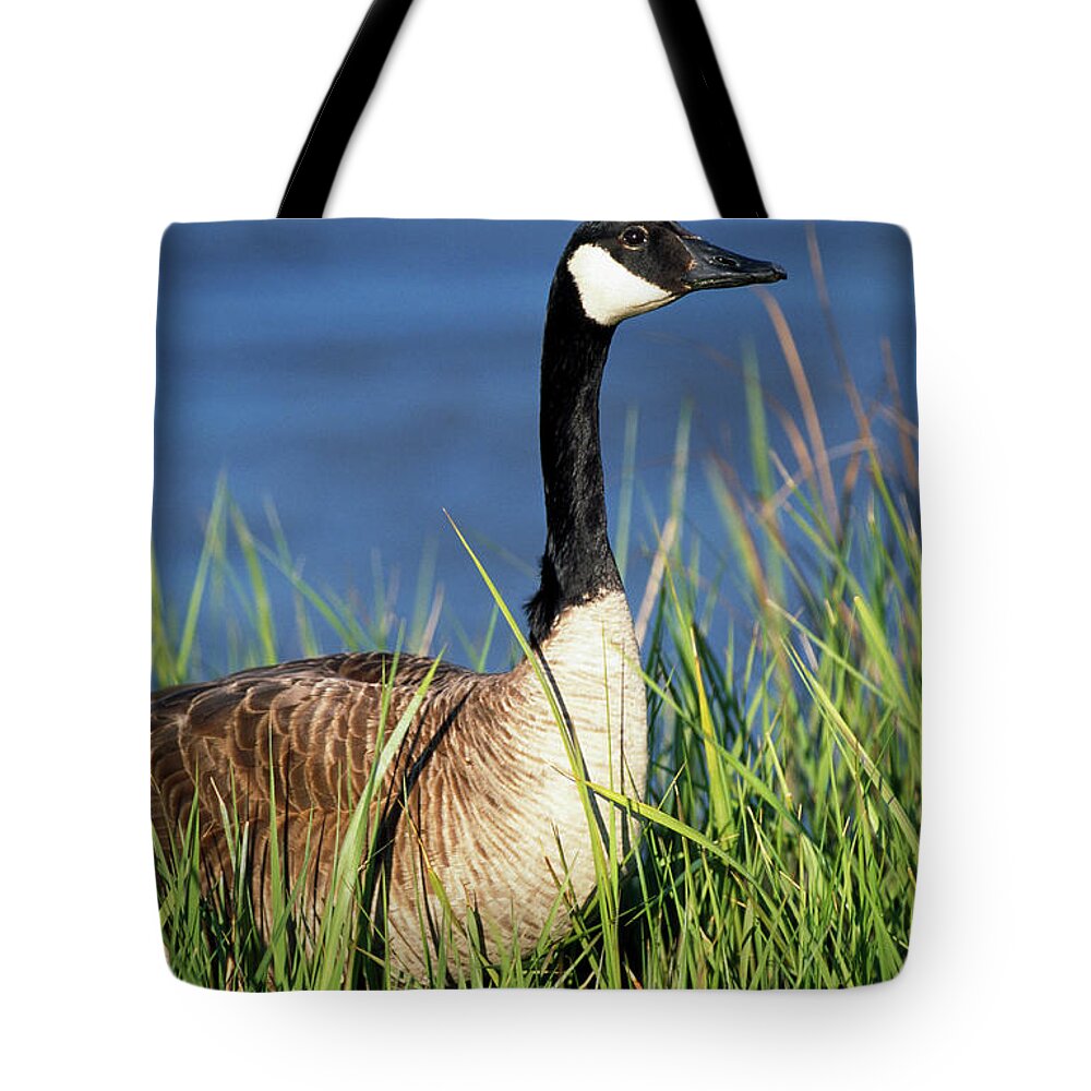 Photography Tote Bag featuring the photograph Canada Goose Branta Canadensis In Tall by Animal Images