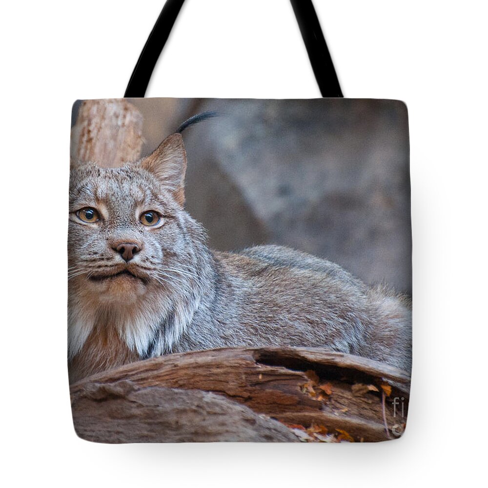 Lynx Tote Bag featuring the photograph Canada Lynx by Bianca Nadeau