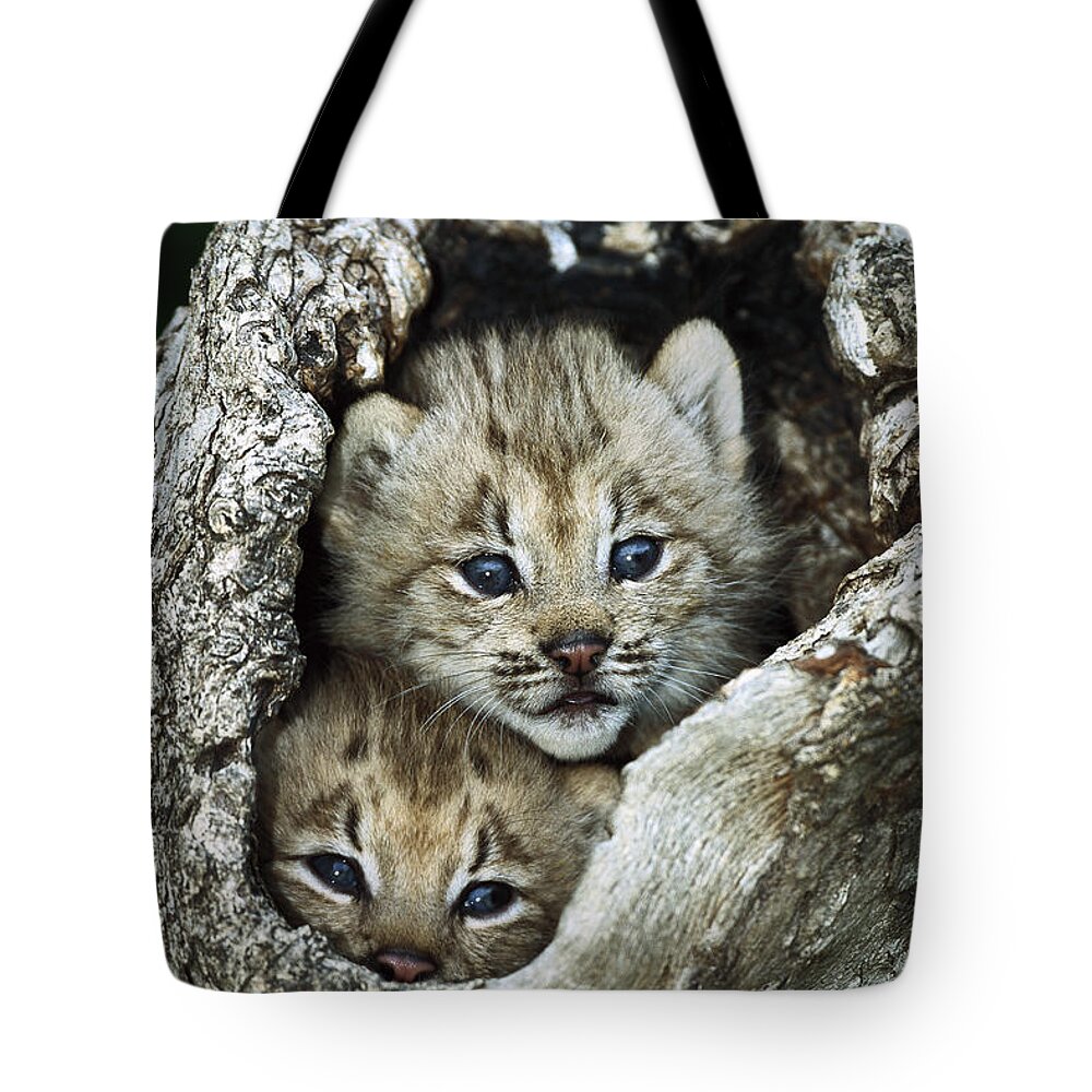 00197662 Tote Bag featuring the photograph Canada Lynx Kitten Pair by Konrad Wothe