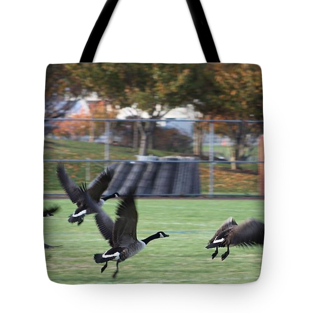 Branta Tote Bag featuring the photograph Canadian Geese Taking Flight by Robert Banach