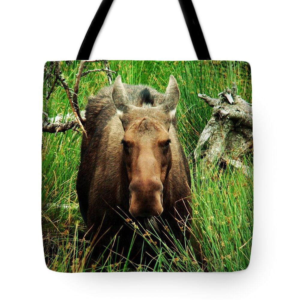 Moose Tote Bag featuring the photograph Canadian Moose by Zinvolle Art