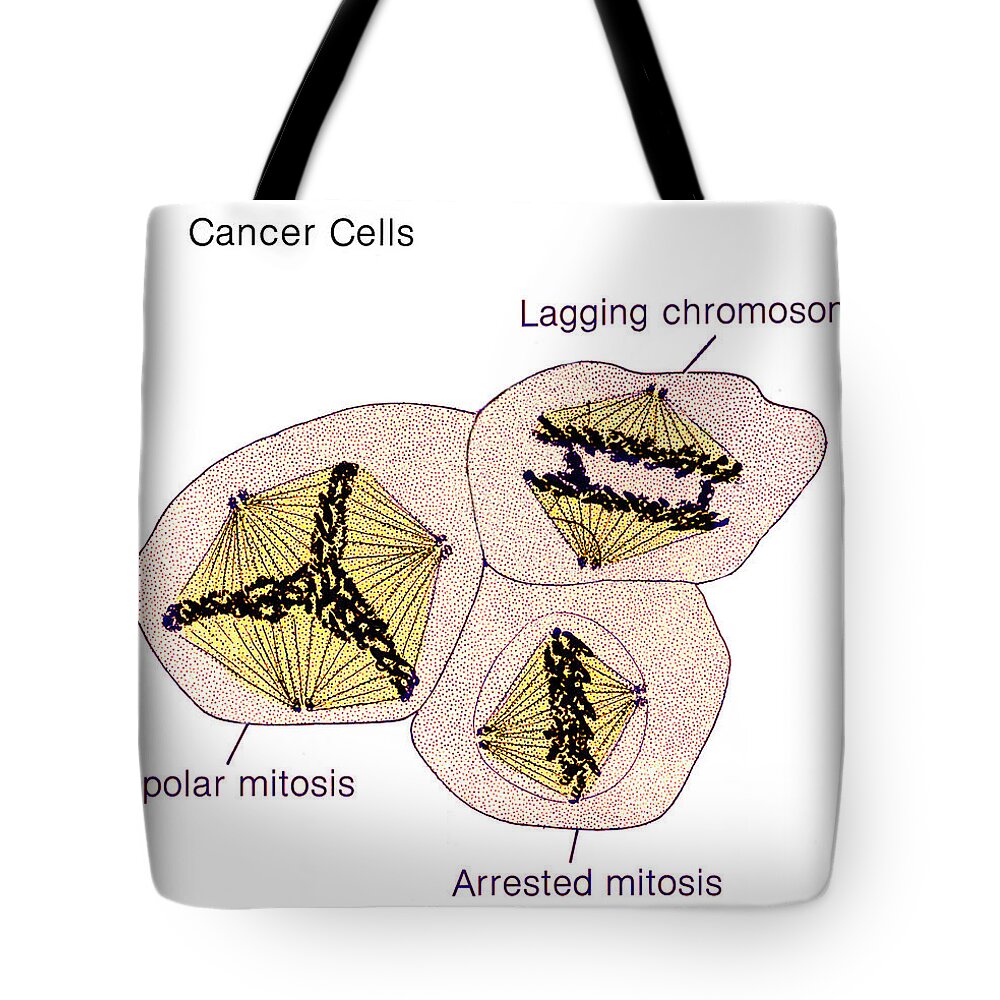 Science Tote Bag featuring the photograph Cancer Cells, Illustration by Jessica Wilson