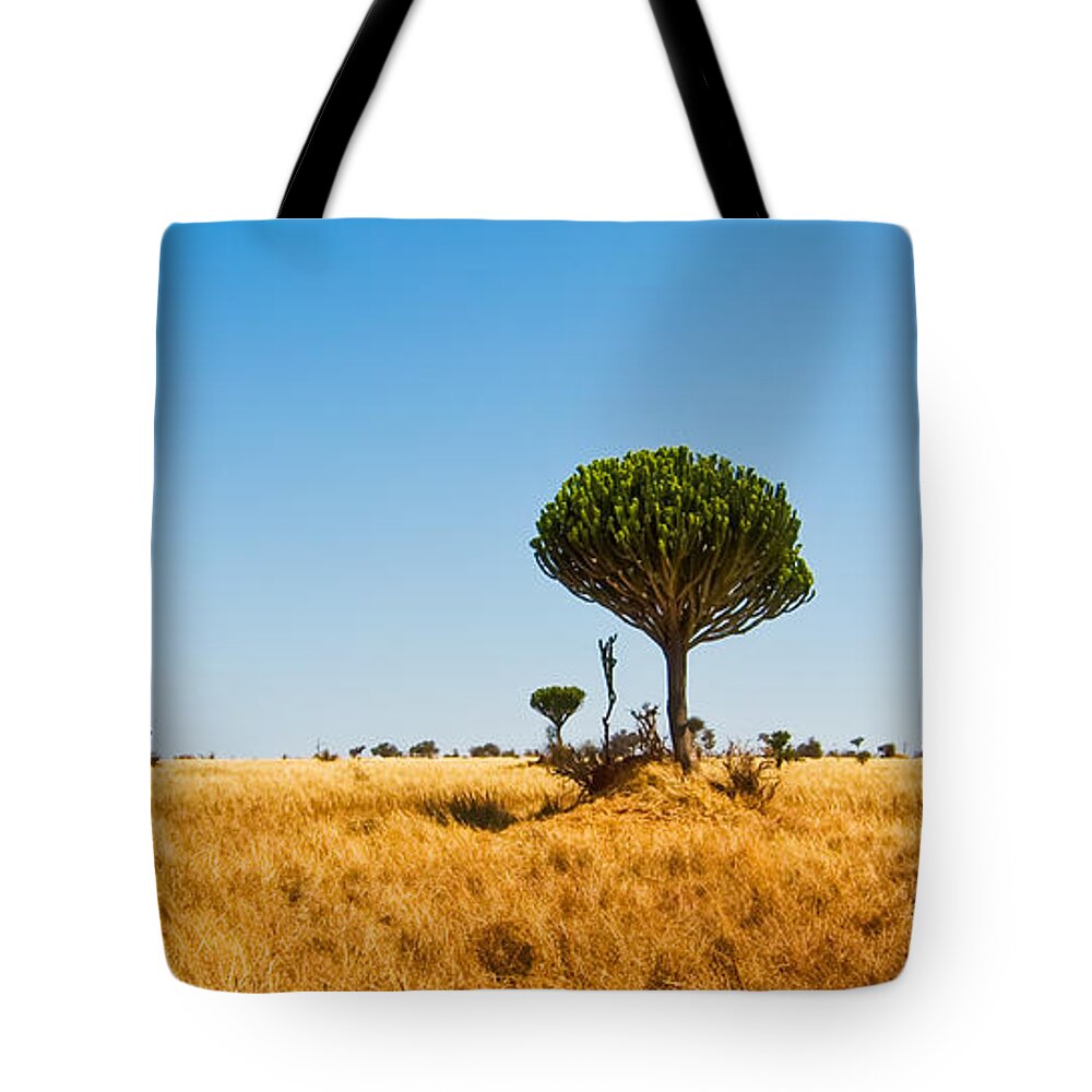 3scape Photos Tote Bag featuring the photograph Candelabra Trees by Adam Romanowicz