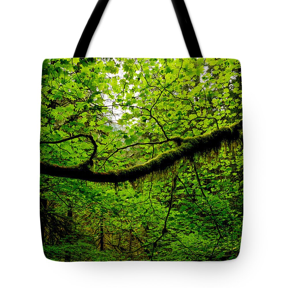 Washington Tote Bag featuring the photograph Canopy by Dustin LeFevre