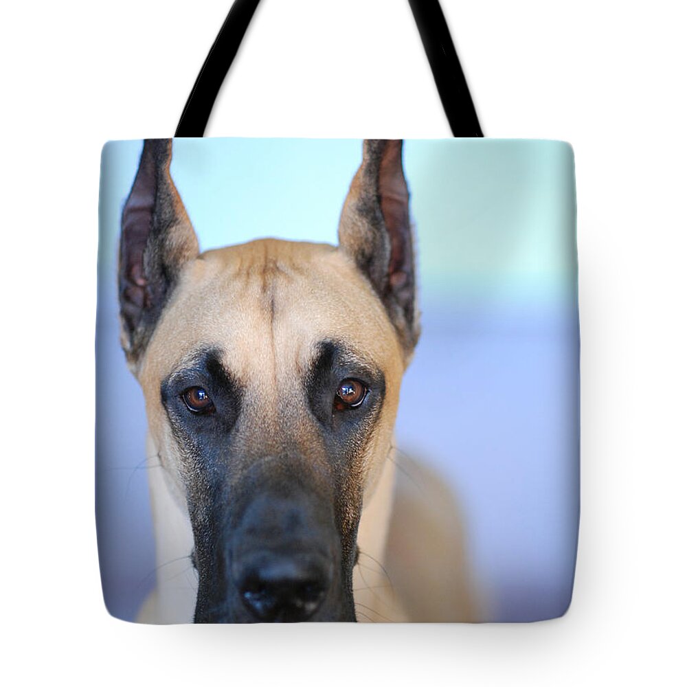 Animal Tote Bag featuring the photograph Cappy by Lisa Phillips