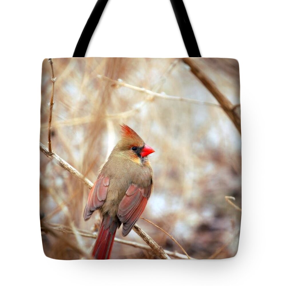 Cardinal Birds Tote Bag featuring the photograph Cardinal Birds Female by Peggy Franz