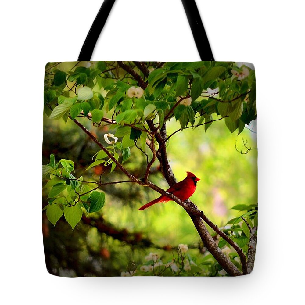 Alert Tote Bag featuring the photograph Cardinal in Dogwood by Tara Potts