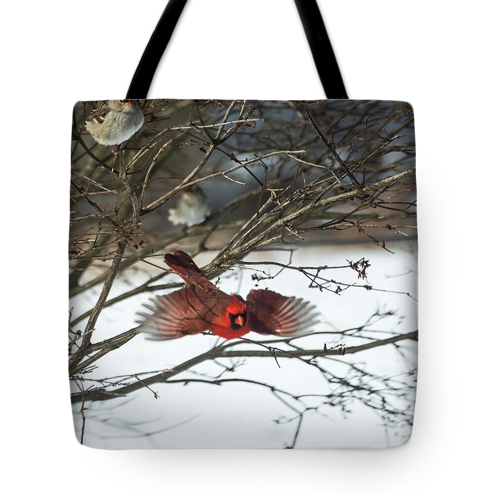Jan Holden Tote Bag featuring the photograph Cardinal in Flight by Holden The Moment