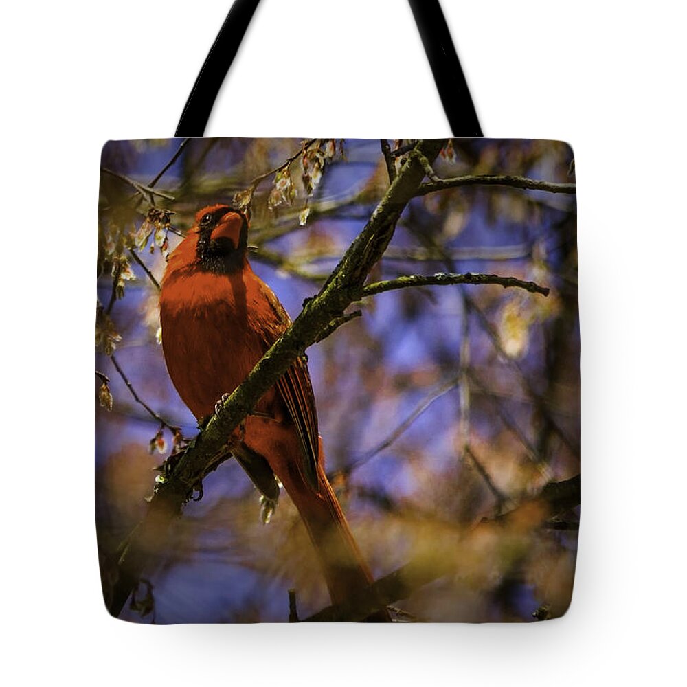 Cardinal Tote Bag featuring the photograph Cardinal in Waiting by Barry Jones
