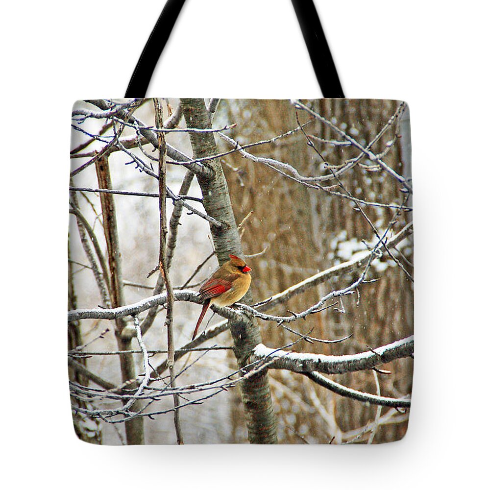 Bird Tote Bag featuring the photograph Cardinal in Winter by Aimee L Maher ALM GALLERY