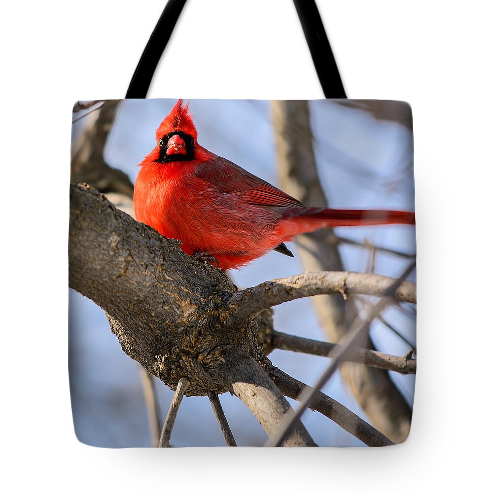 Bird Tote Bag featuring the photograph Cardinal Up Close by James Canning