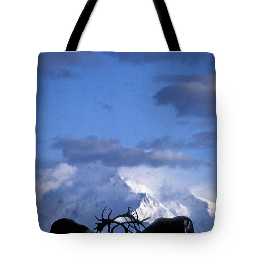 Nature Tote Bag featuring the photograph Caribou Fighting by Mark Newman