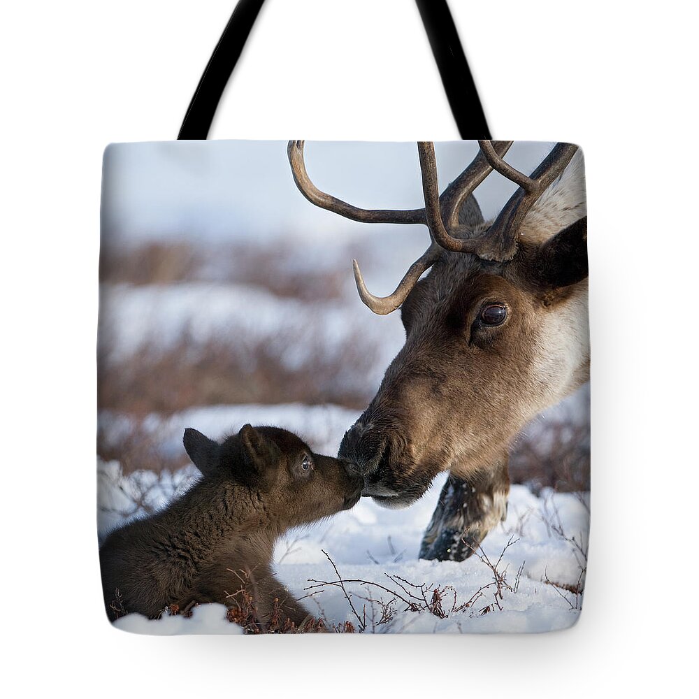 00782253 Tote Bag featuring the photograph Caribou Mother Nuzzling Calf by Sergey Gorshkov