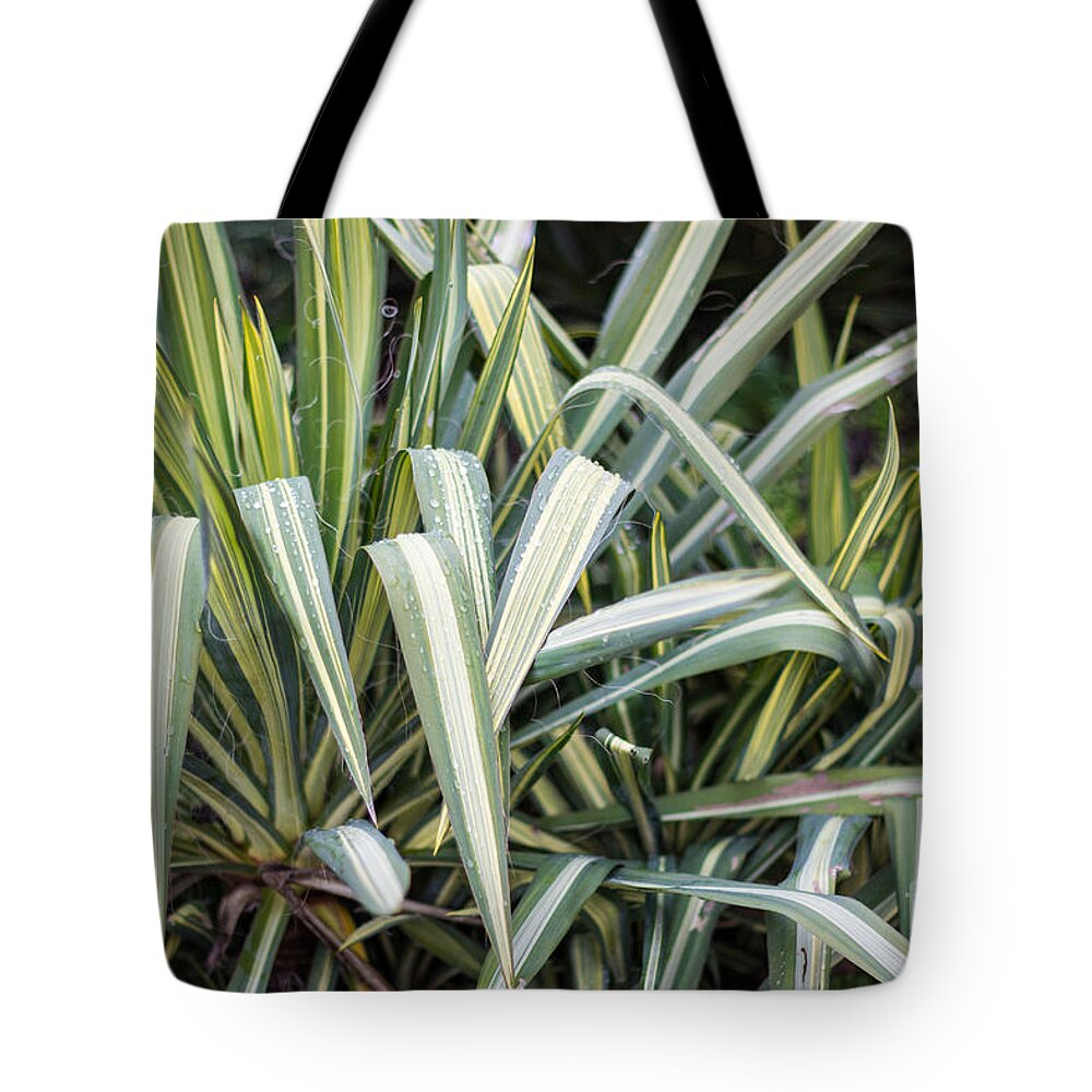 Carmel Mission Tote Bag featuring the photograph Carmel Garden by Suzanne Luft