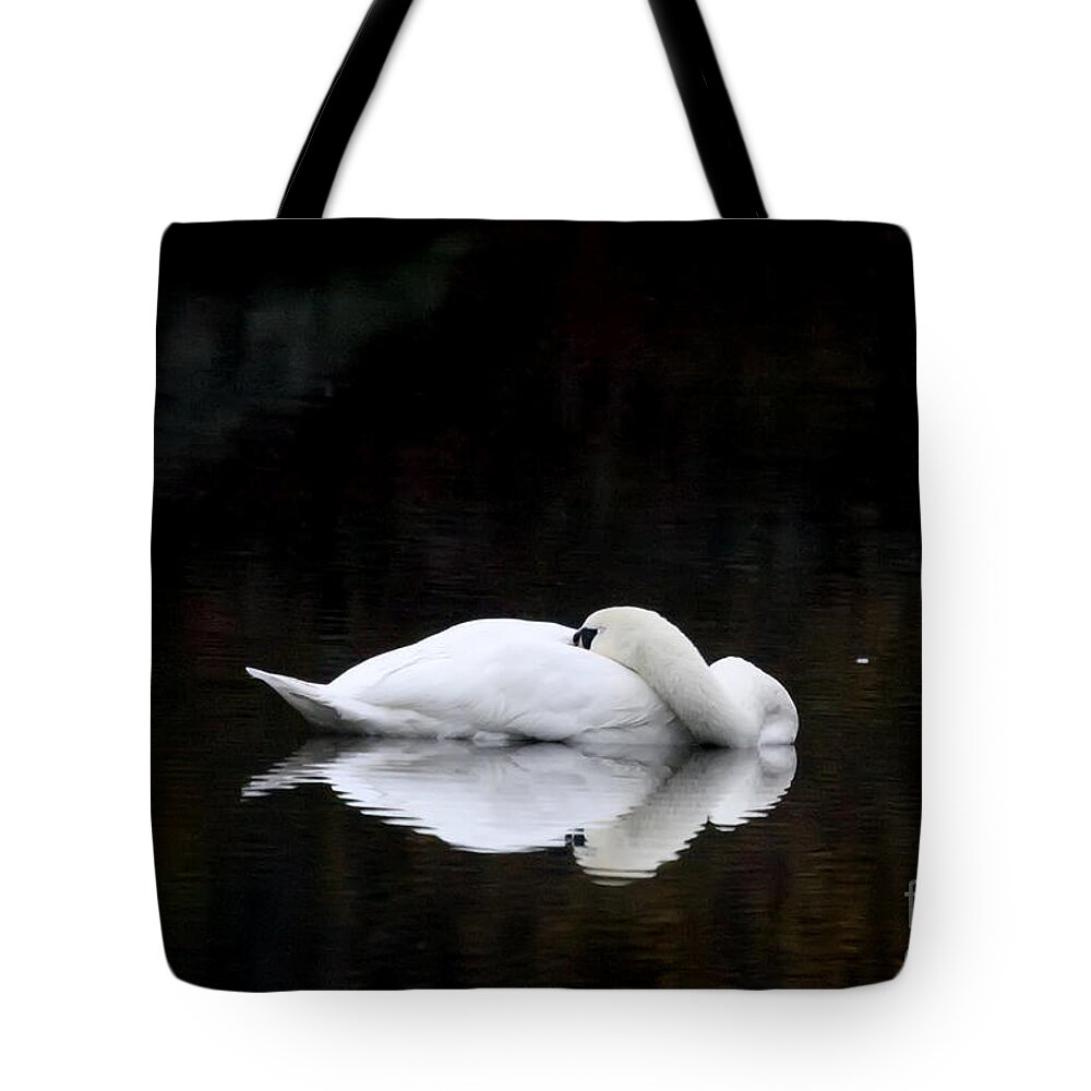 Swan Tote Bag featuring the photograph Cat Nap by Jayne Carney