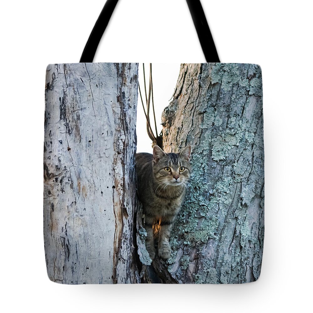 Cat Tote Bag featuring the photograph Cat On The Lookout by Holden The Moment