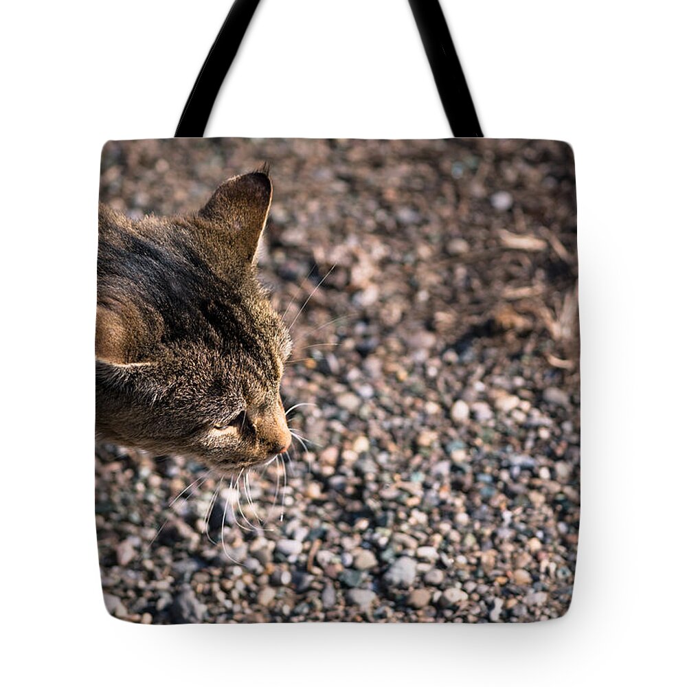 Cat Tote Bag featuring the photograph Cat On The Prowl by Holden The Moment