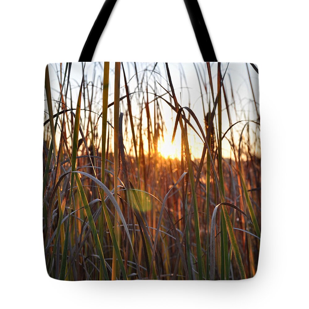 Outdoors Tote Bag featuring the photograph Cattails and Reeds - West Virginia by Paulette B Wright