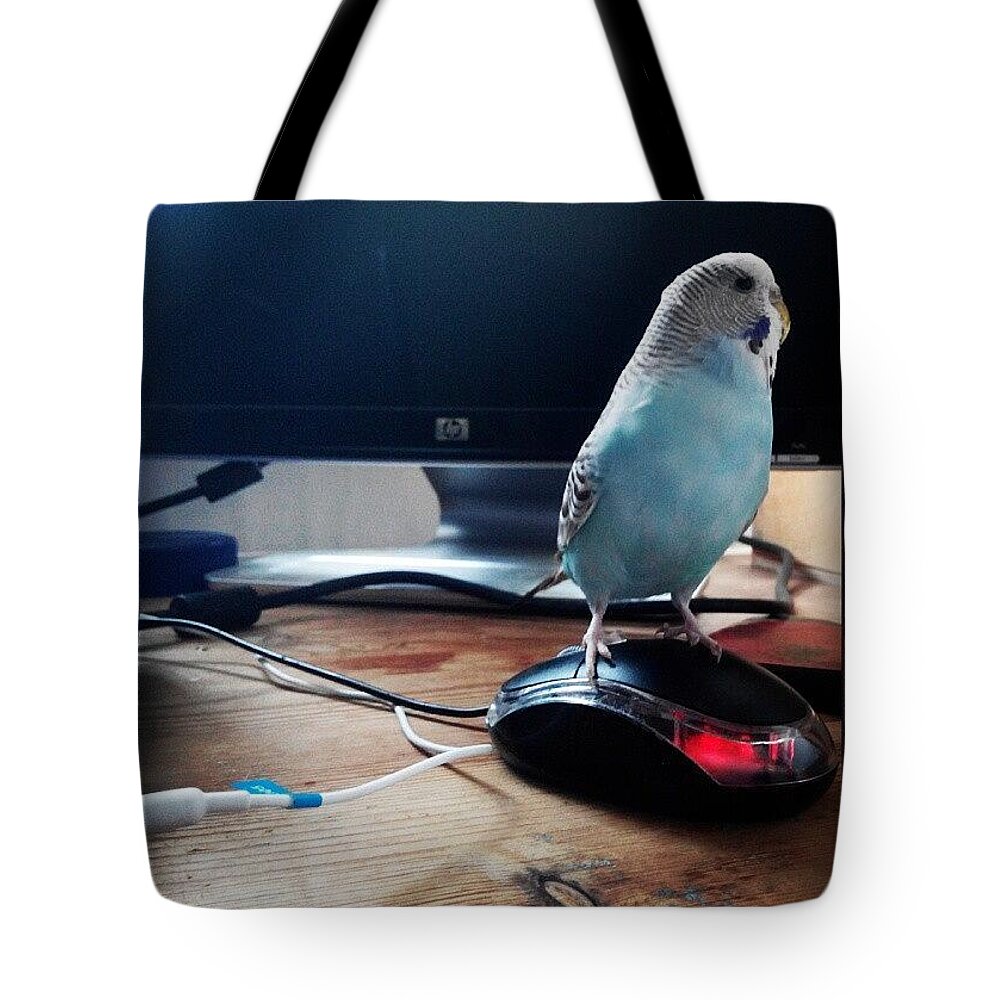 Budgie Tote Bag featuring the photograph Caught The Mouse...earned Her Owl by Abbie Shores