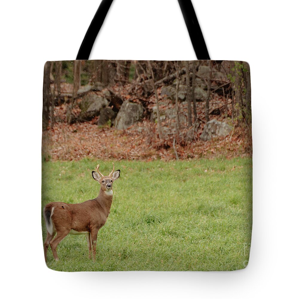 Landscapes Tote Bag featuring the photograph Cautious by Cheryl Baxter
