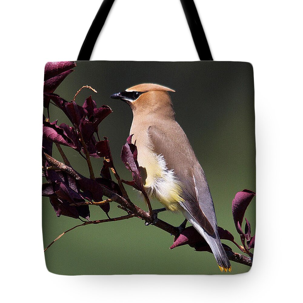 Nature Tote Bag featuring the photograph Cedar Waxwing by David Salter