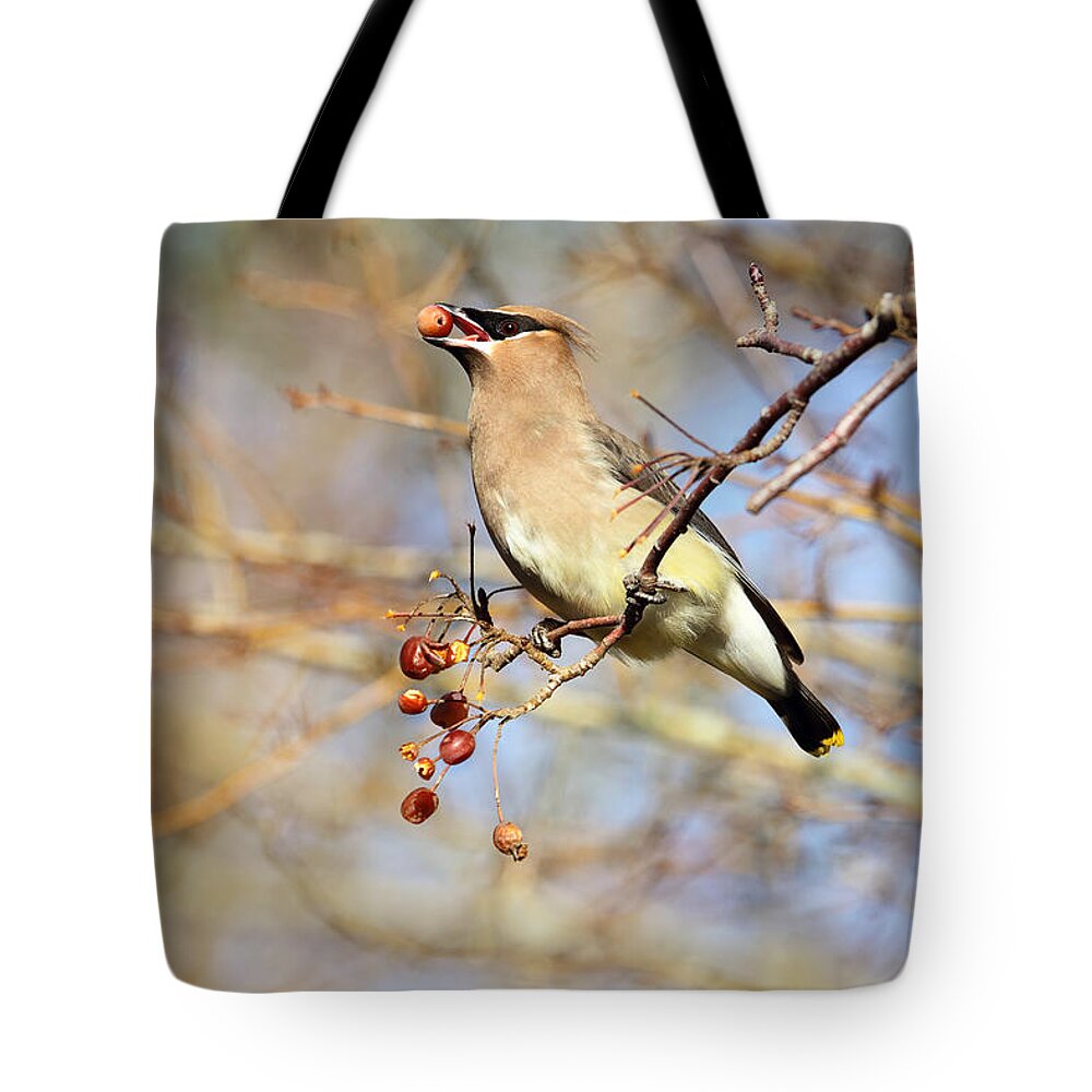 Waxwings Tote Bag featuring the photograph Cedar Waxwing Eating a Cherry by Peggy Collins