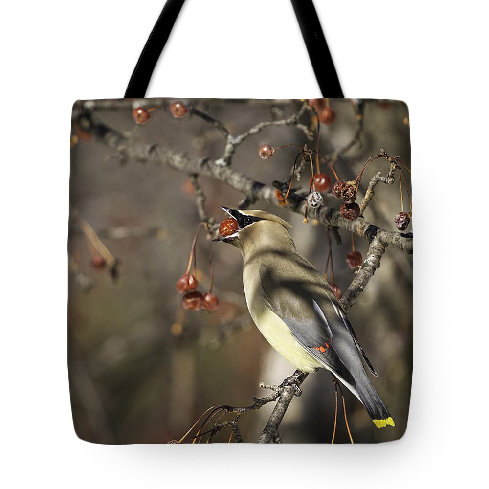 Cedar Waxwing Tote Bag featuring the photograph Cedar Waxwing Eating Berries 6 by Thomas Young