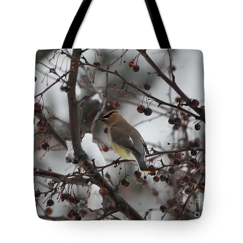 Bird Tote Bag featuring the photograph Cedar Waxwing in Snow by Veronica Batterson