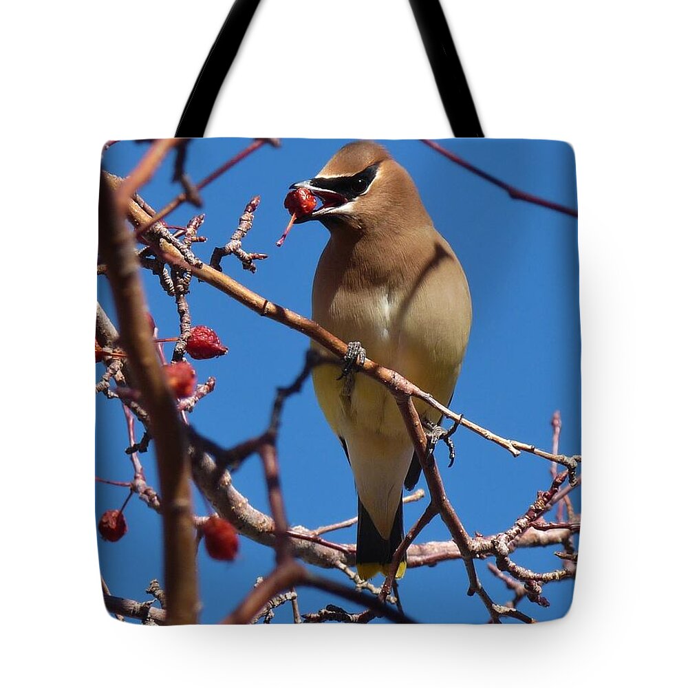 Birds Tote Bag featuring the photograph Cedar Waxwing by Tranquil Light Photography