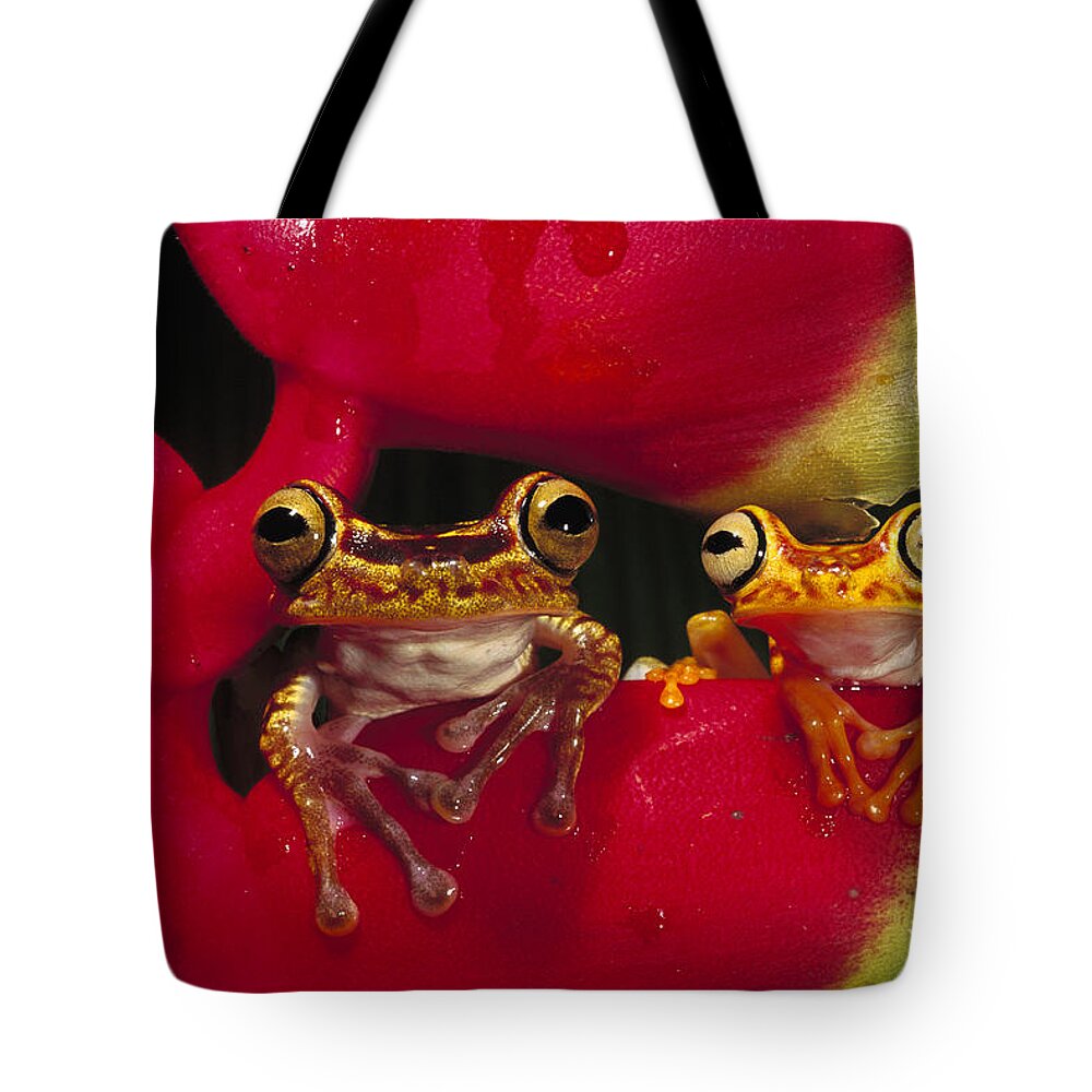 00216498 Tote Bag featuring the photograph Chachi Tree Frog Pair by Pete Oxford