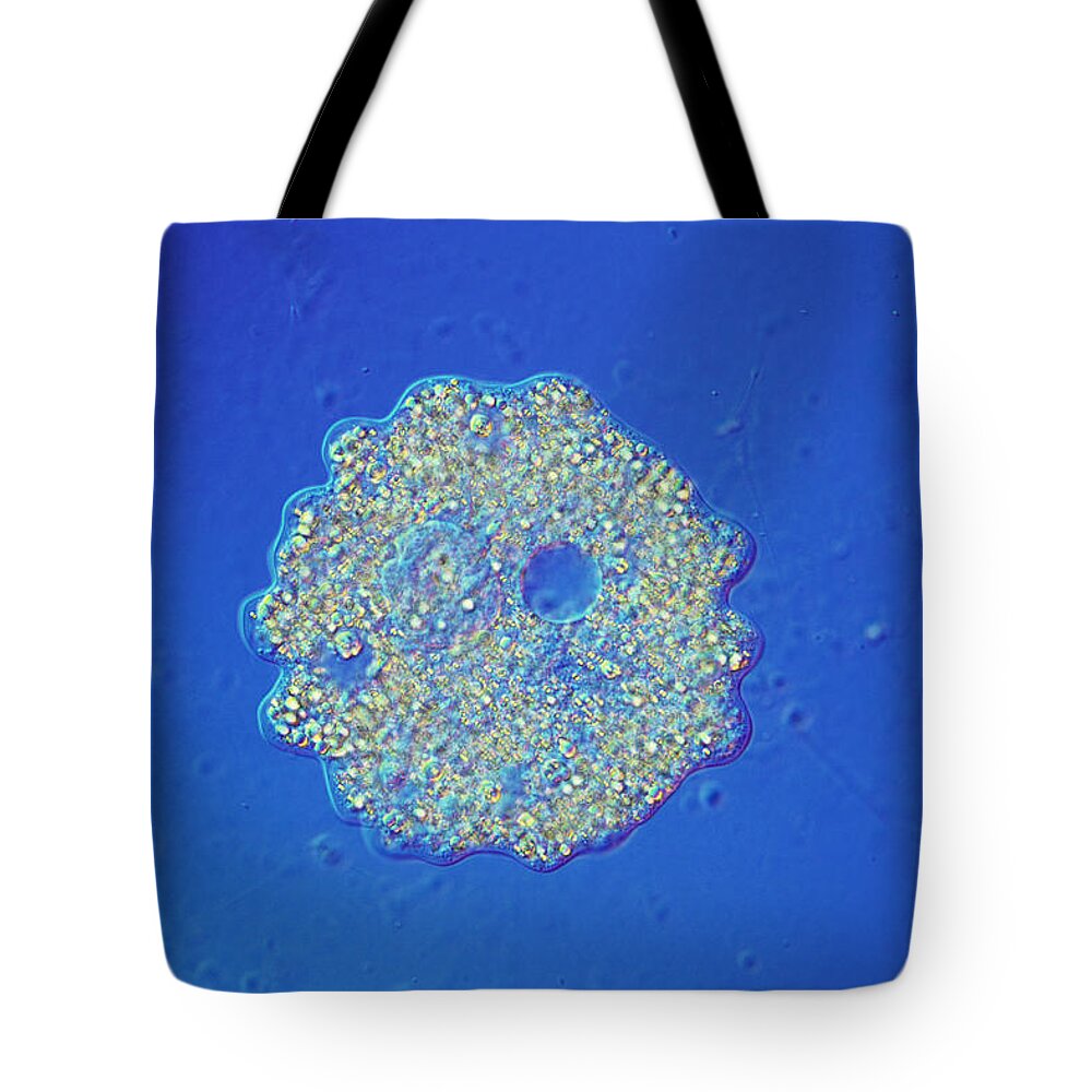Amoeba Tote Bag featuring the photograph Chaos Carolinensis, Lm by Michael Abbey