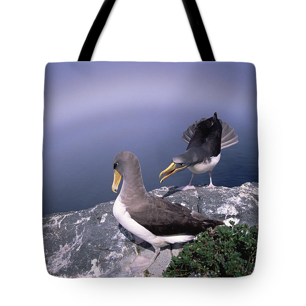 Feb0514 Tote Bag featuring the photograph Chatham Albatross Pair On Cliff Chatham by Tui De Roy